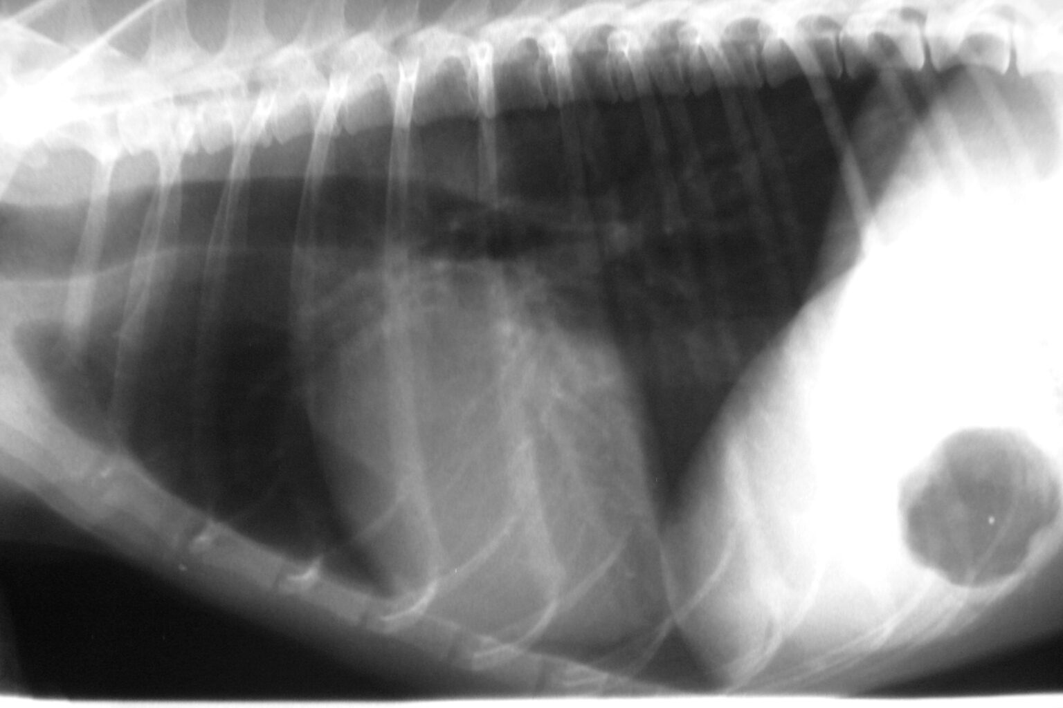 Röntgen (Thorax) Tierarztpraxis Dr. med. vet. Ingo Schneider